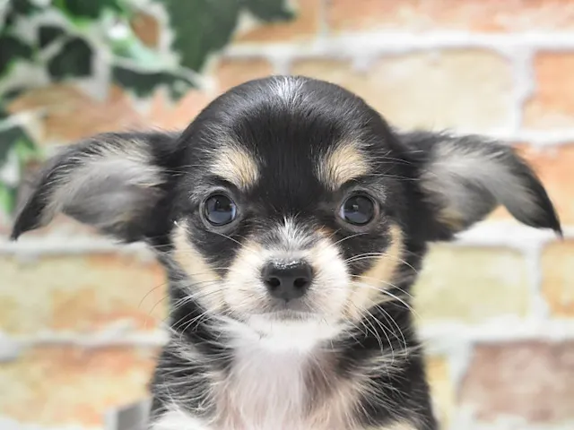 静岡県のハーフ犬・ミックス犬 (ペッツワン伊東店/2025年3月23日生まれ/女の子/ブラックタン)の子犬